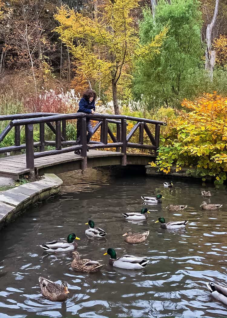 Fall Activities - Fall Walk - James Gardens Duck Pond