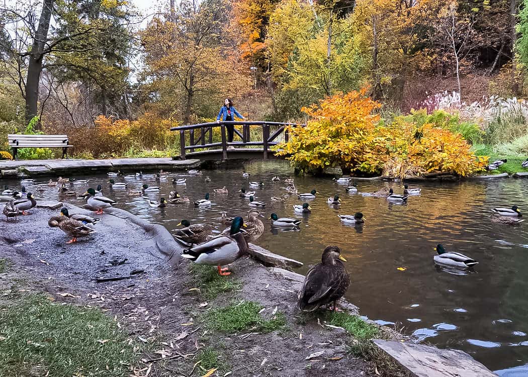 Fall Activities - Fall Walk - James Gardens