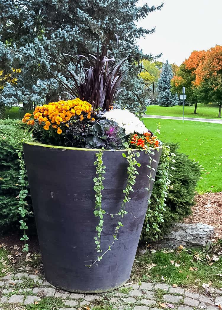 Fall Activities - Fall Walk - fall potted plants