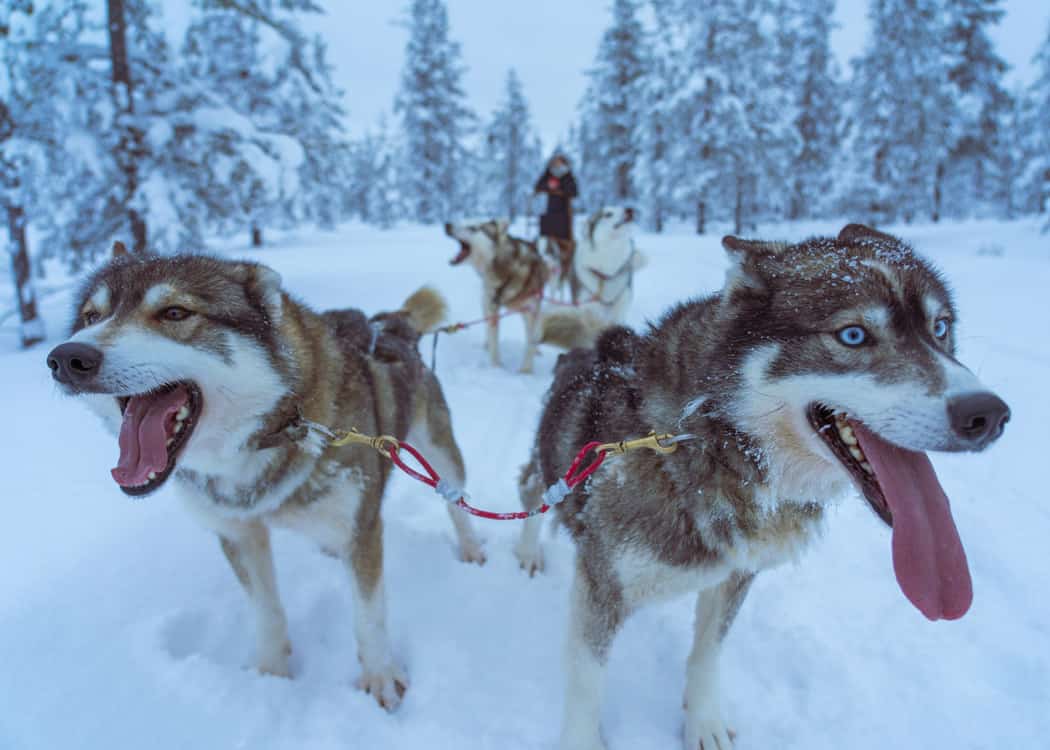 Quebec-Winter-Carnival-dog-sled-dogs