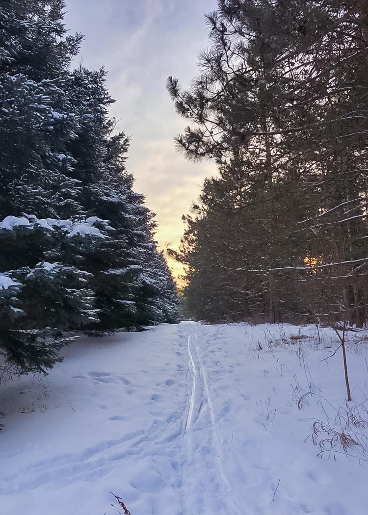 Snow covered path in forest