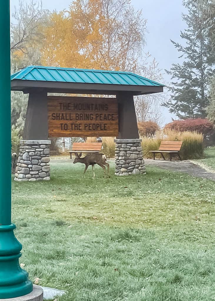 Kootenay-National-Park-deer-by-sign