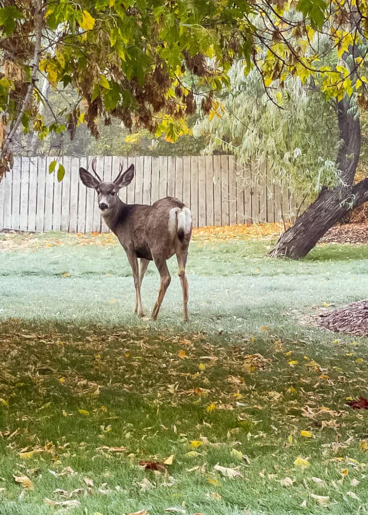 Kootenay-National-Park-deer-in-park