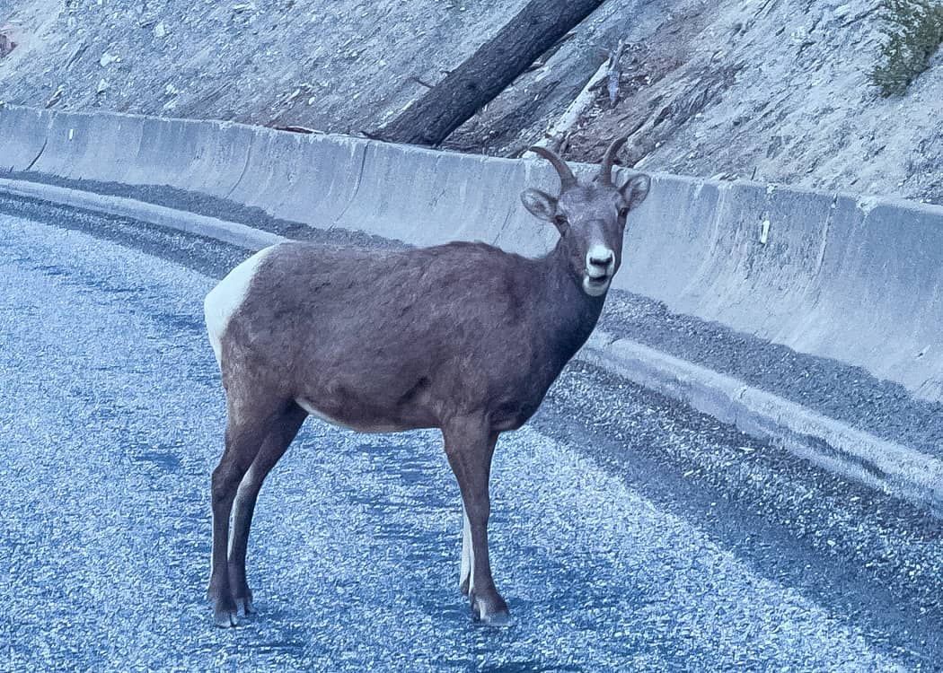 Kootenay-National-Park-mountain-goats-blocking-roadway