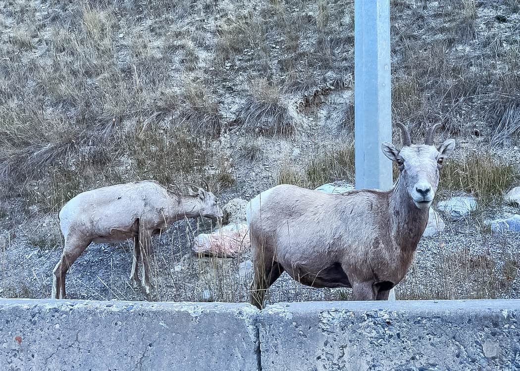 Kootenay-National-Park-mountain-goats
