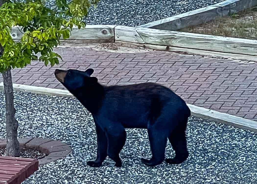 Sudbury-to-Sault-Ste-Marie-Elliot-Lake-bear
