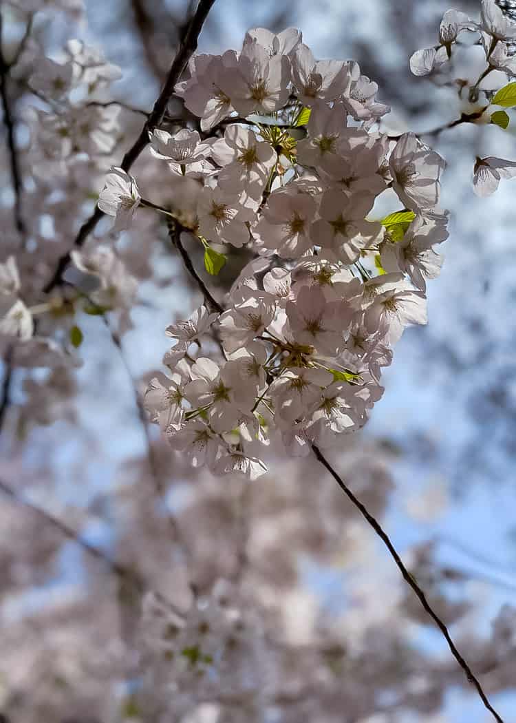 Kariya-Park-Cherry-Blossoms-white