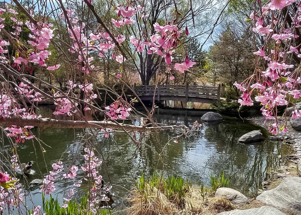 Kariya-Park-Cherry-Blossoms-with-bridge