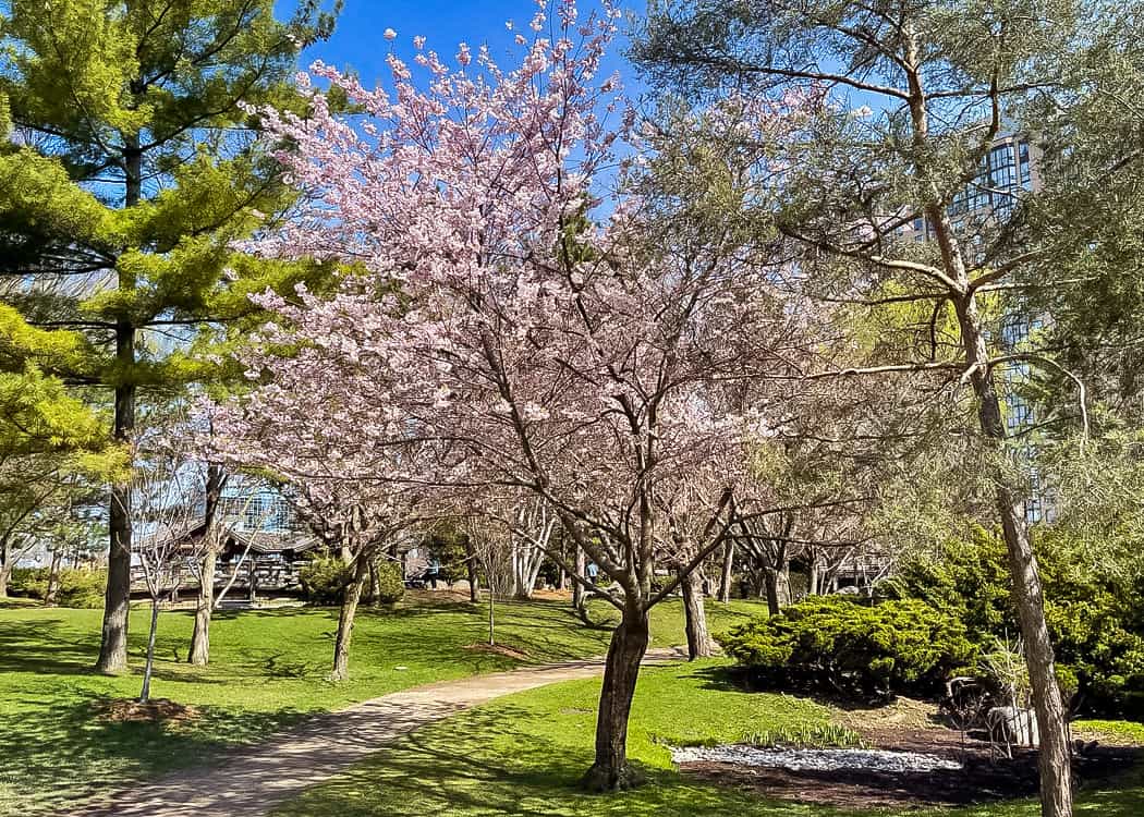 Mississauga-Kariya-Park-Cherry-Tree