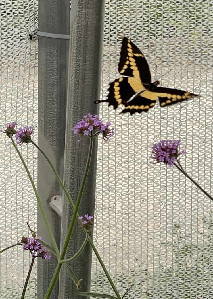 Winnipeg-Assiniboine-Zoo-butterfly-pavilion