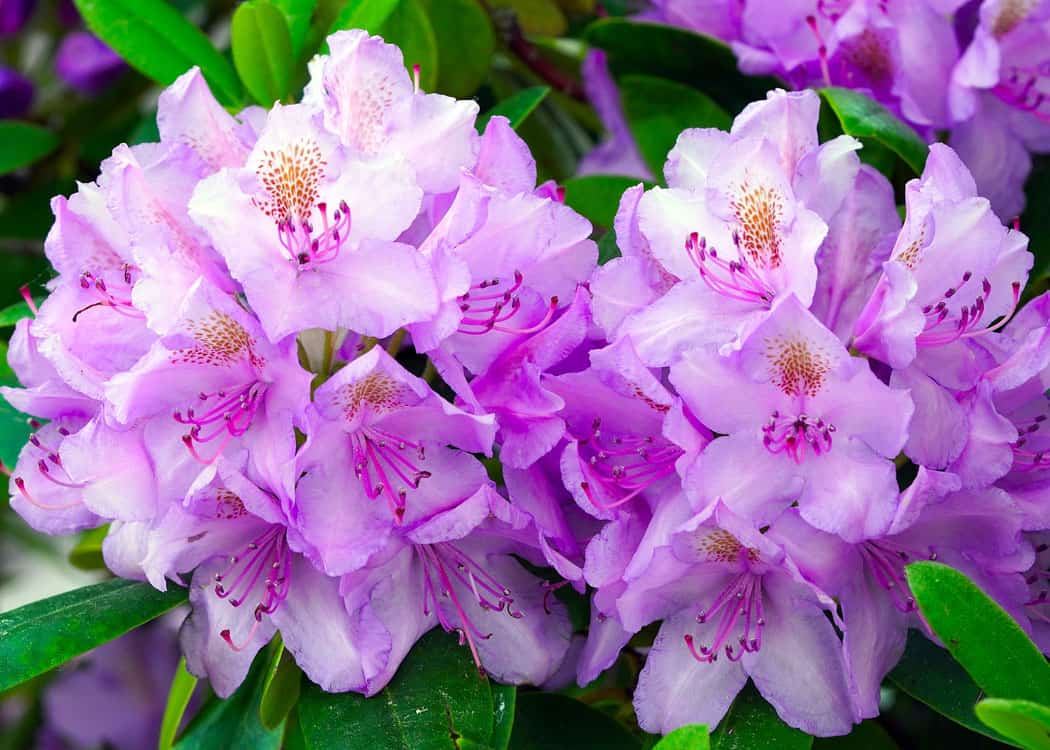 Mississauga-Parks-Rhododendrons