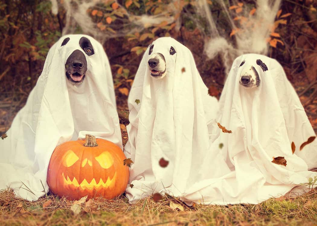 3 dogs wearing ghost sheet costumes