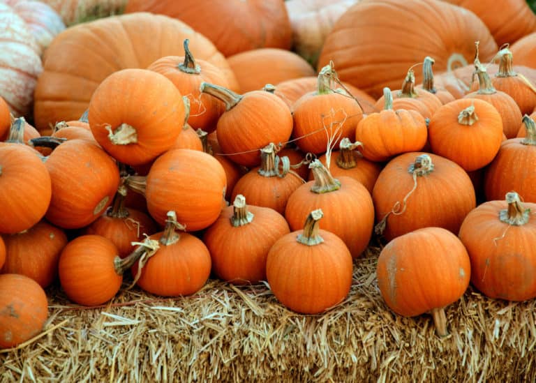 fall pumpkins on hay bale