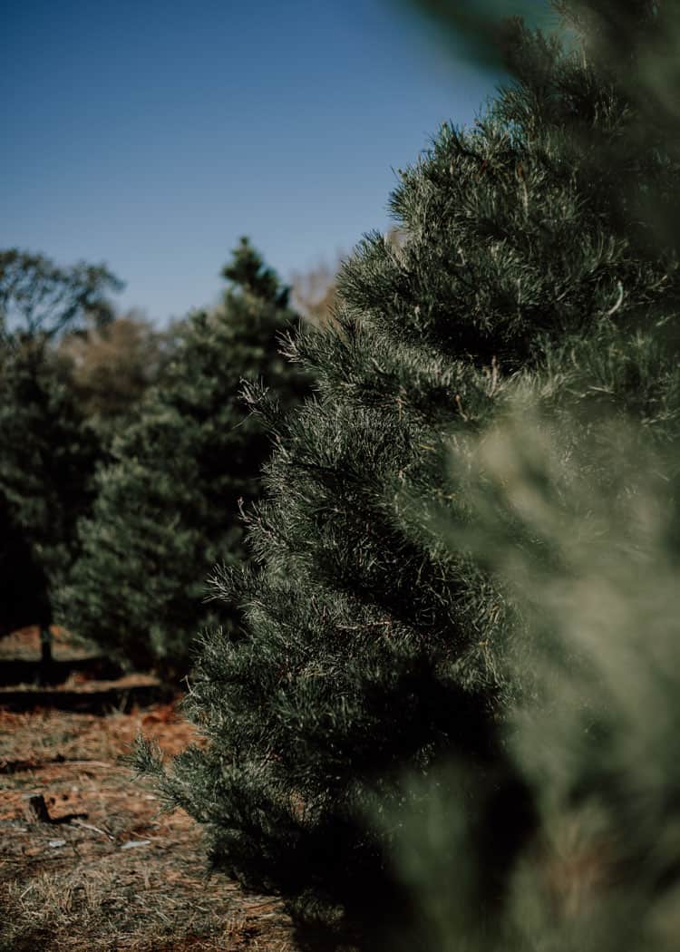 Best CutYourOwn Christmas Tree Farms Near Mississauga 2024