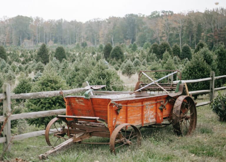wooden-wagon-with-trees-in-background