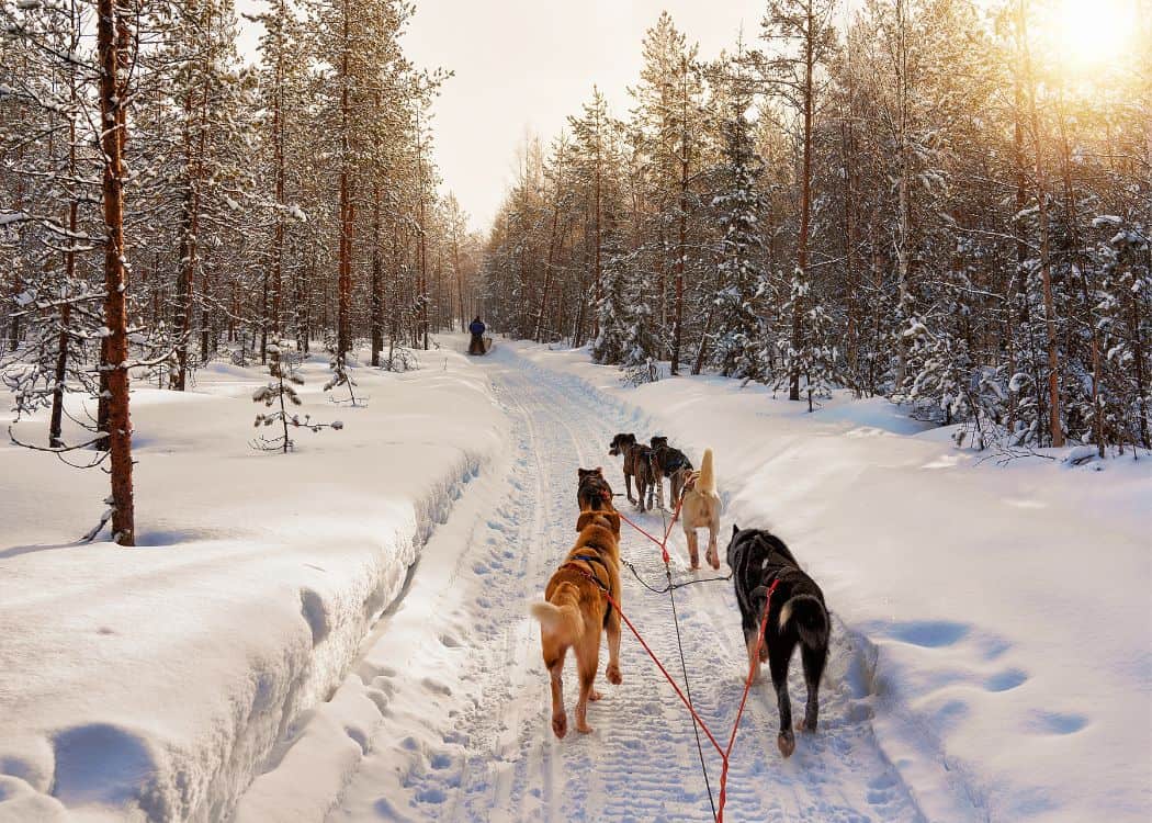 Muskoka in Winter - Dogsledding