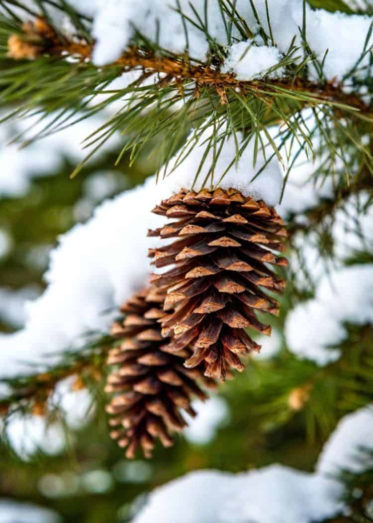 Pine Cones hanging in snow-covered trees