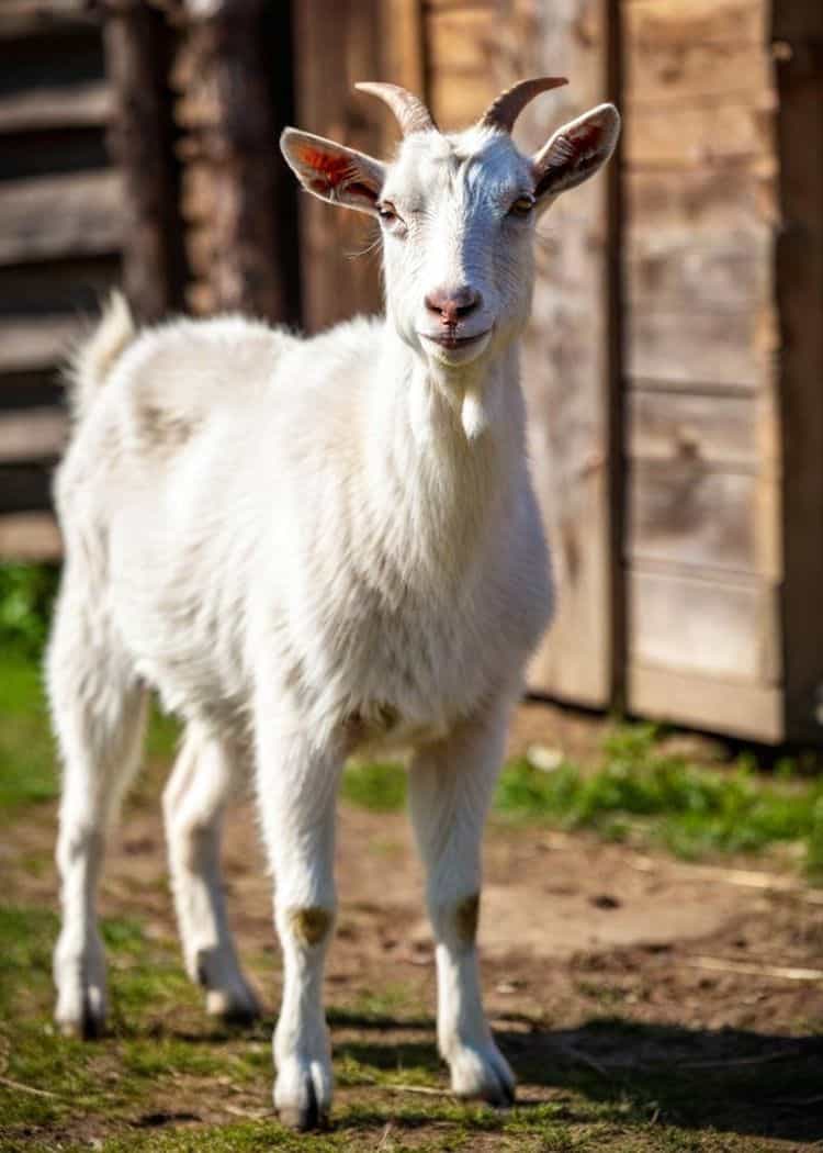 White goat standing in front of wooden barn