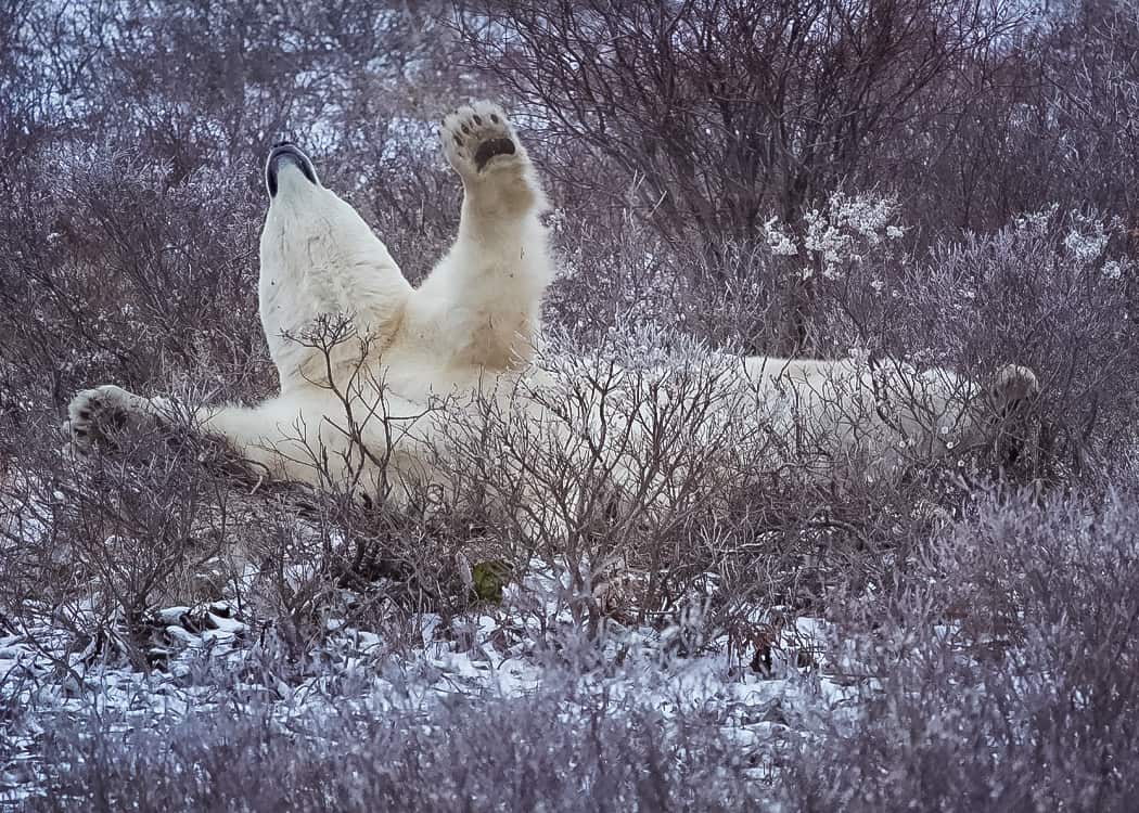 Churchill-Manitoba-Bear-rolling