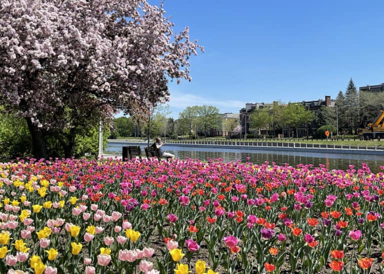 The Ultimate Guide to the Ottawa Tulip Festival 2025