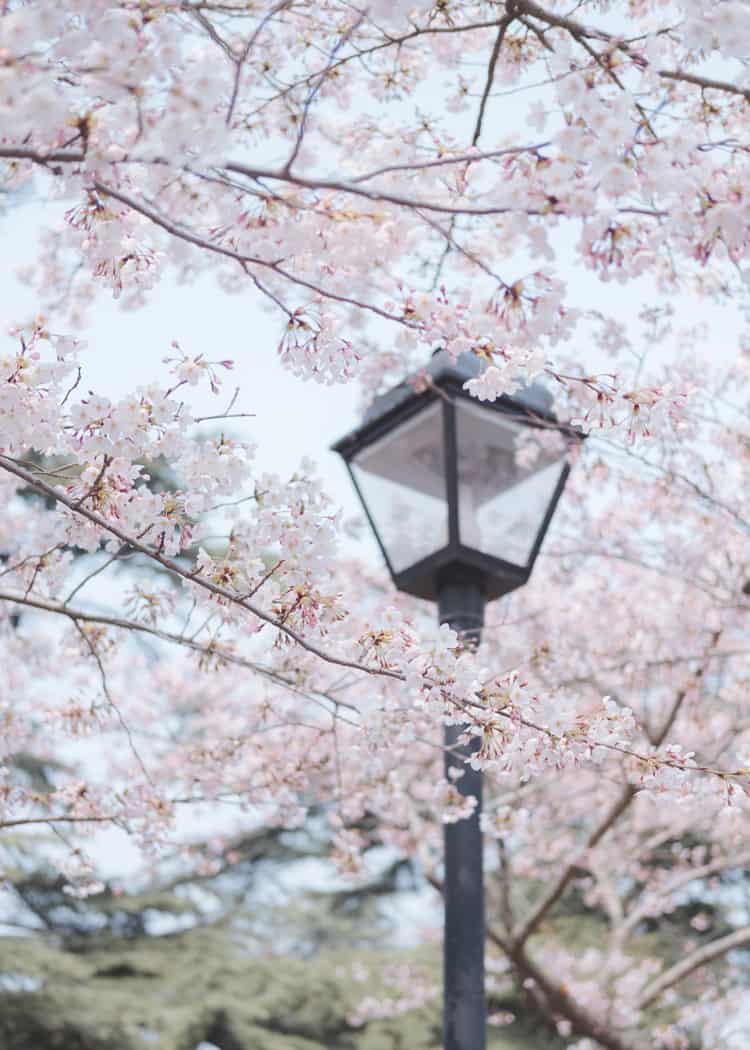 blossoms-with-lantern
