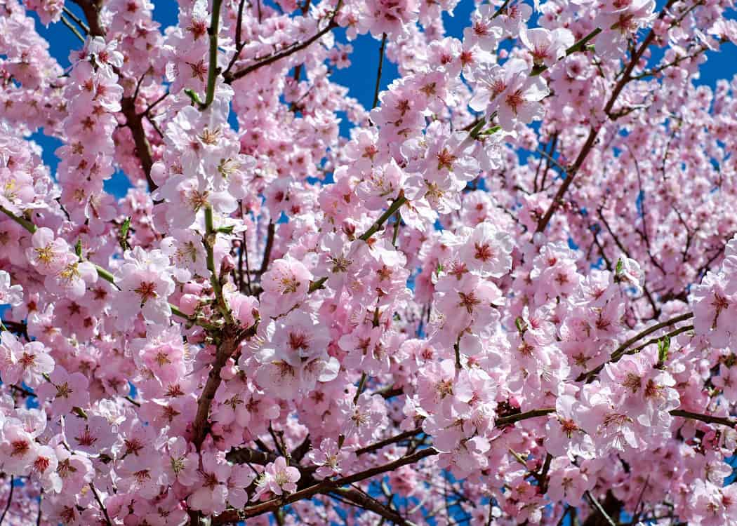cloud-of-pink-blossoms-against-blue-sky