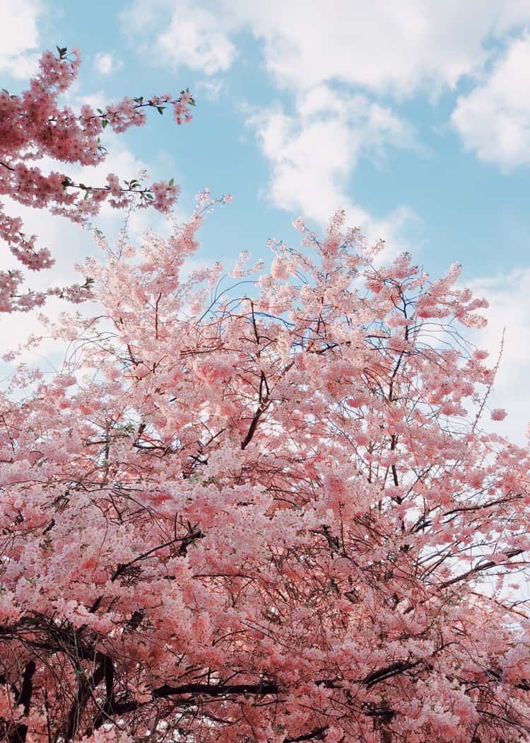 tree-with-pink-blossoms-with-blue-sky