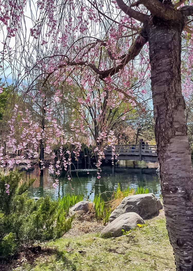 Blossoms-pink-overlooking-bridge