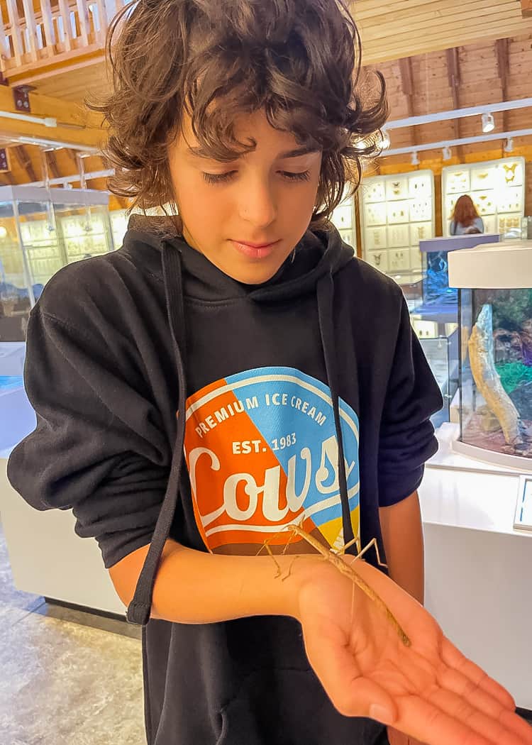 Newfoundland-Boy-with-stick-bug-in-Insectarium