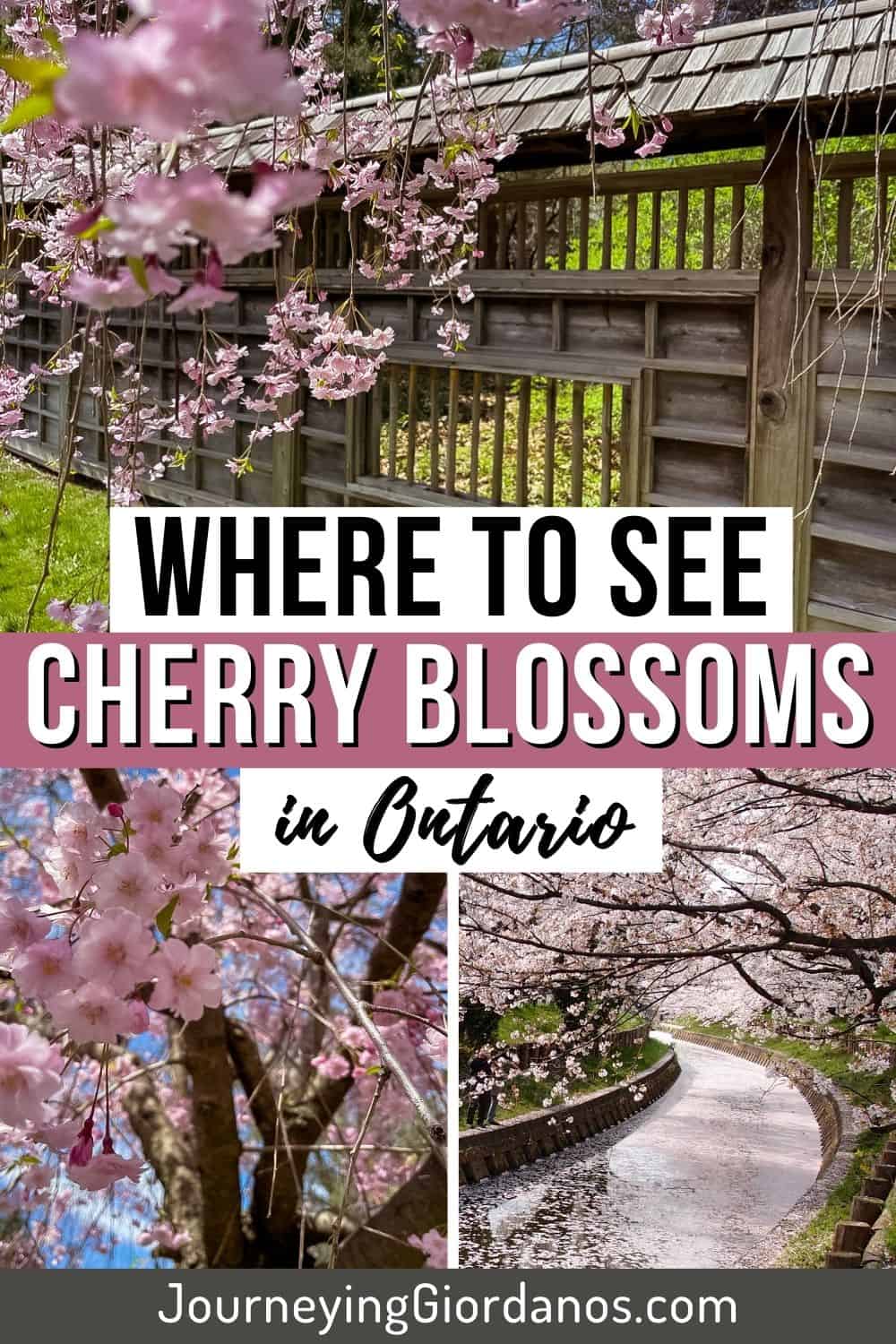 Where-to-See-Cherry-Blossoms-in-Ontario-Pinterest-Pin-1