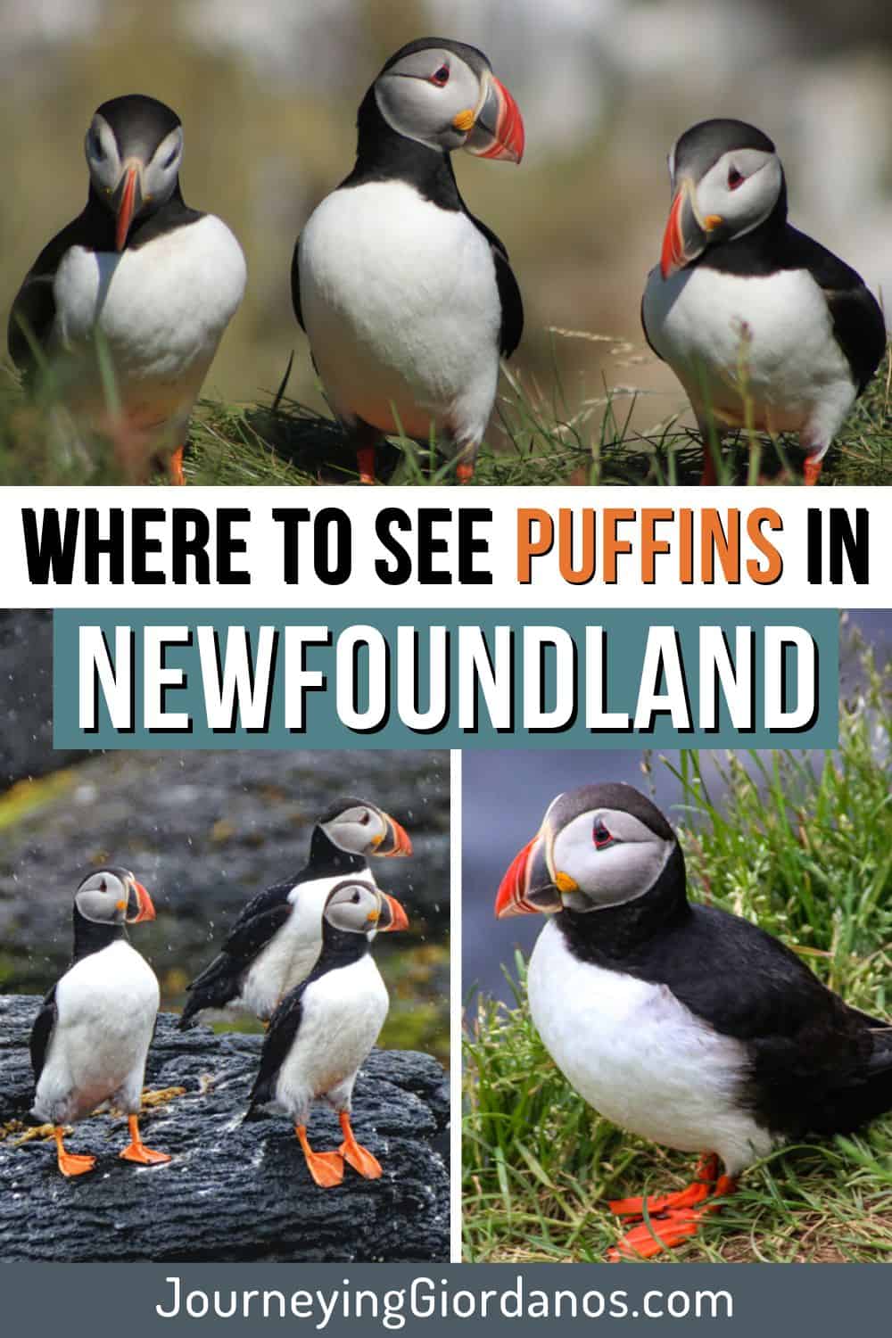 Puffins-in-Newfoundland-Pinterest-Pin-1