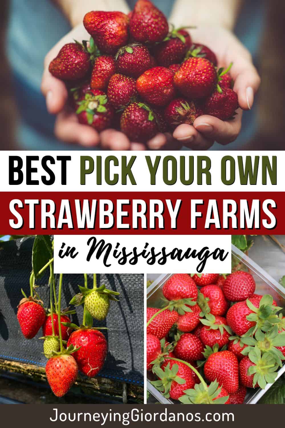 Strawberries-in-Mississauga-Pinterest-Pin-1