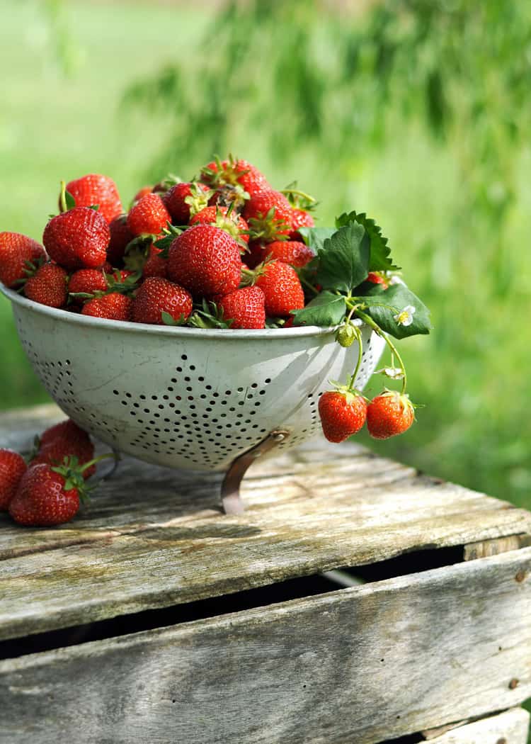 Strawberry-Farms-Near-Mississauga-colander-full-of-strawberries