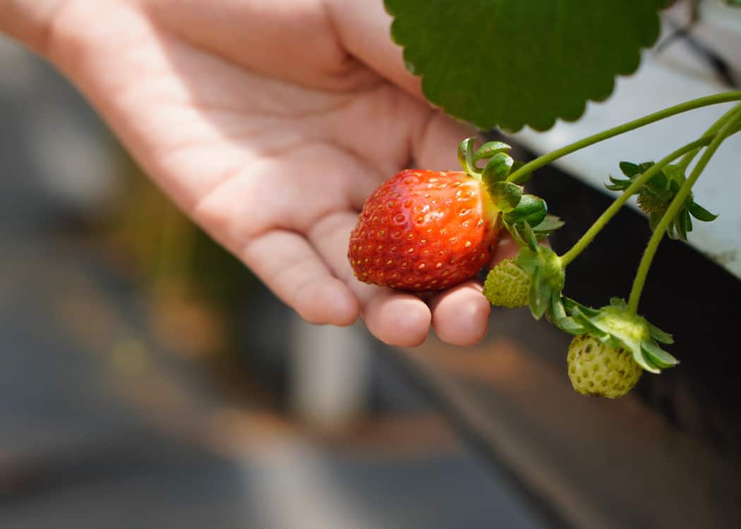 Strawberry-Farms-Near-Mississauga-hand-holding-strawberry-on-the-plant