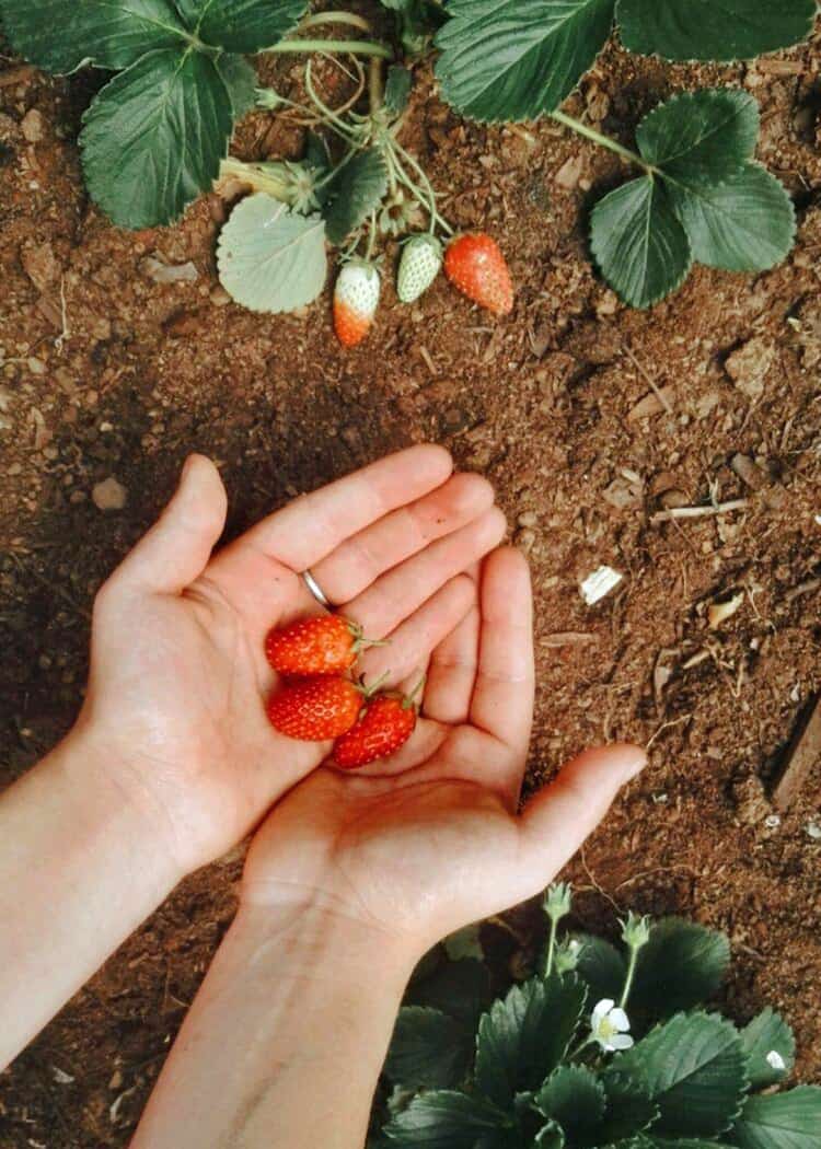 Strawberry-Farms-Near-Mississauga-hands-holding-strawberries-in-field