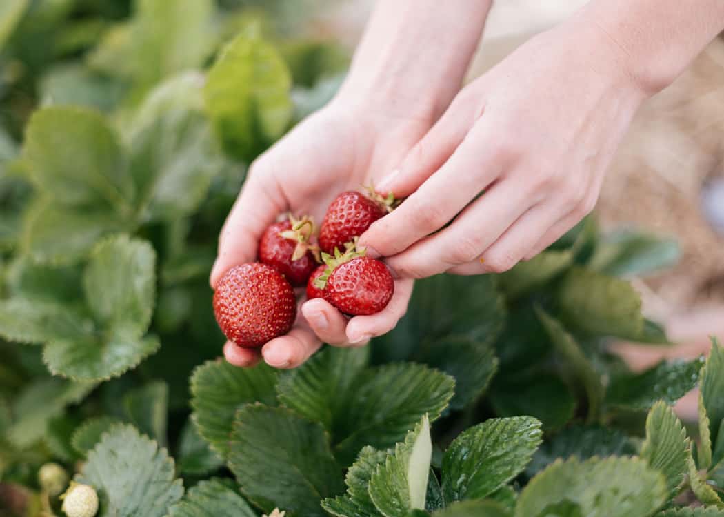 Strawberry-Farms-Near-Mississauga-hands-holding-strawberries-over-plant