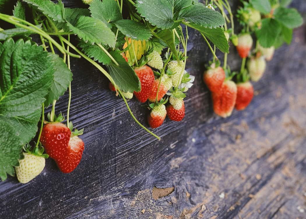 Strawberry-Farms-Near-Mississauga-strawberries-hanging-on-the-plant