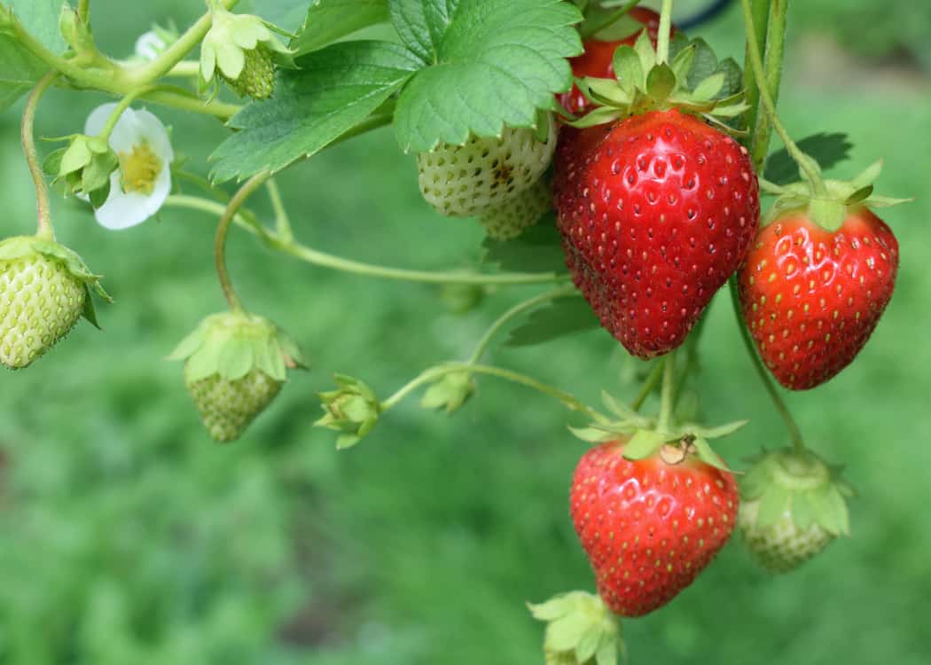 Strawberry-Farms-Near-Mississauga-three-red-strawberries-on-plant