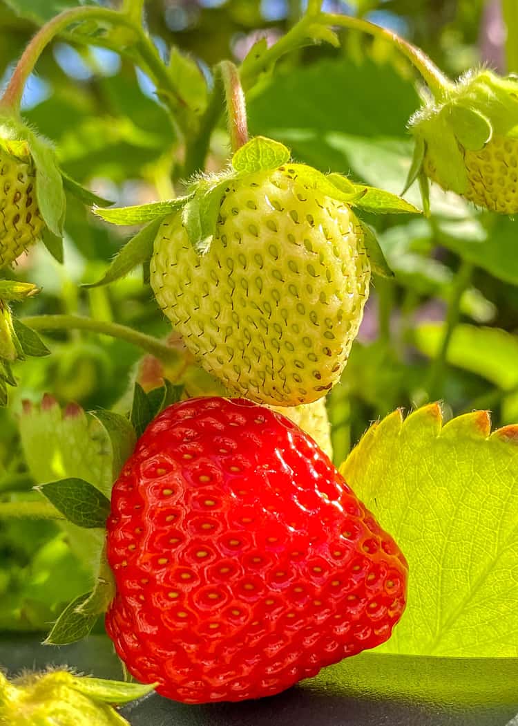 Strawberry-Farms-Near-Mississauga-two-strawberries-one-gree-one-red
