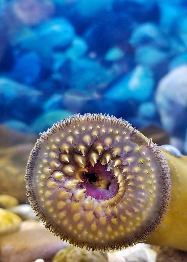Sharks-in-the-Great-Lakes-Sea-Lamprey