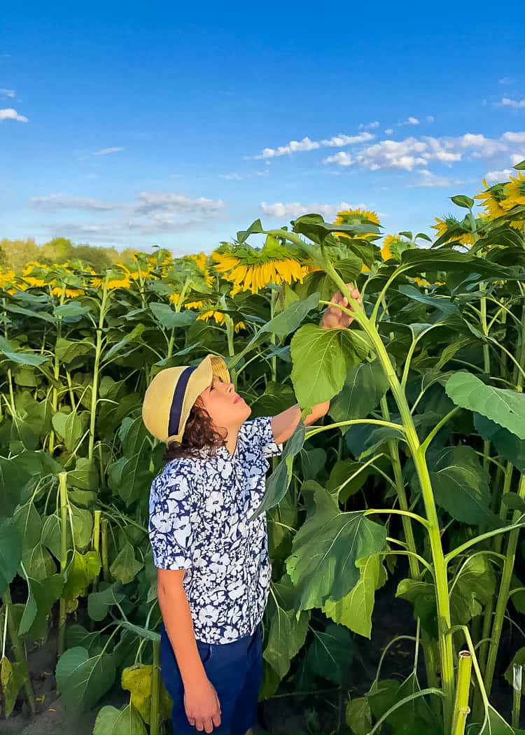 Sunflower-Boy-looking-up-at-flower