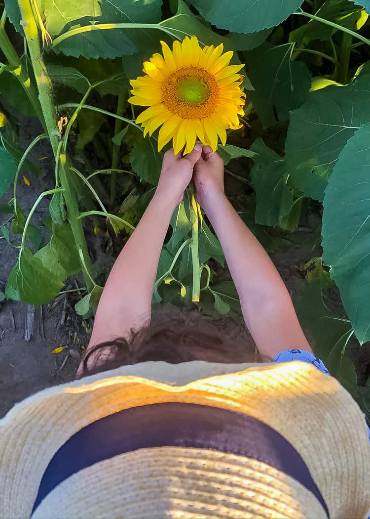 Sunflower-Boy-picking-bloom