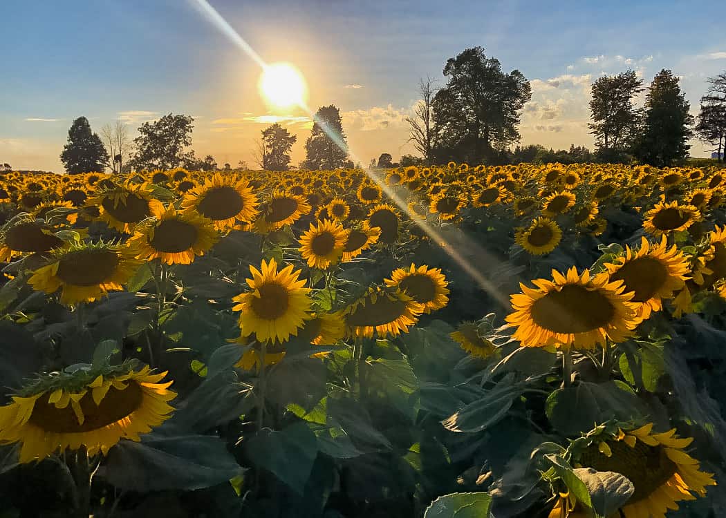 Sunflower-Field-during-Sunset