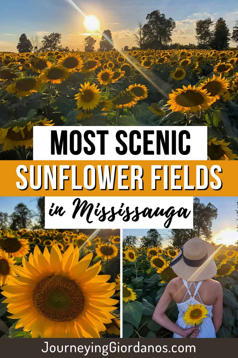 Sunflower-Fields-in-Mississauga-Pinterest-Pin-1