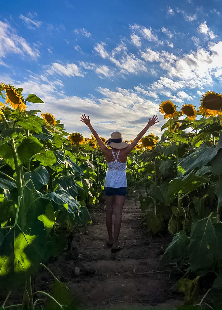 Sunflower-Girl-in-field-with-arms-up