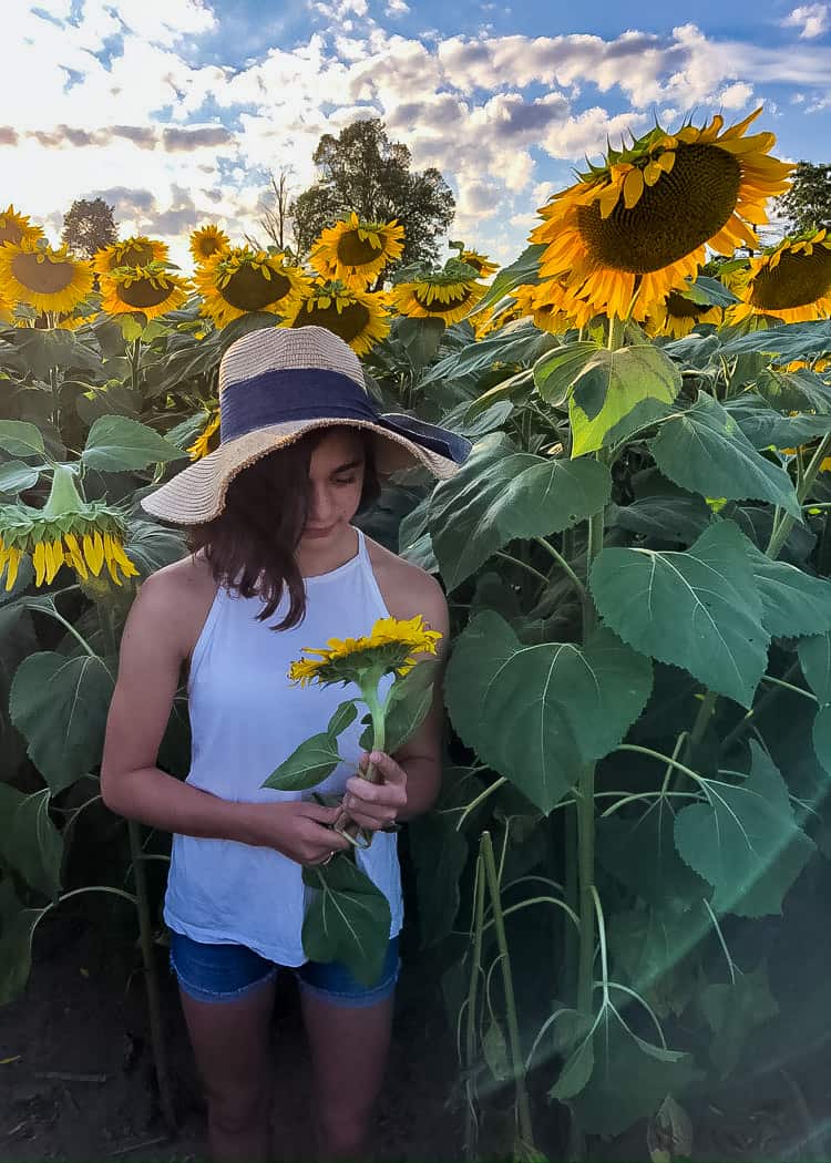 Sunflower-Girl-looking-at-sunflower