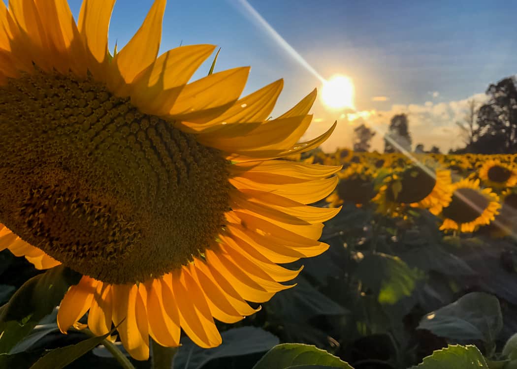 Sunflower-Large-Bloom-At-Sunset