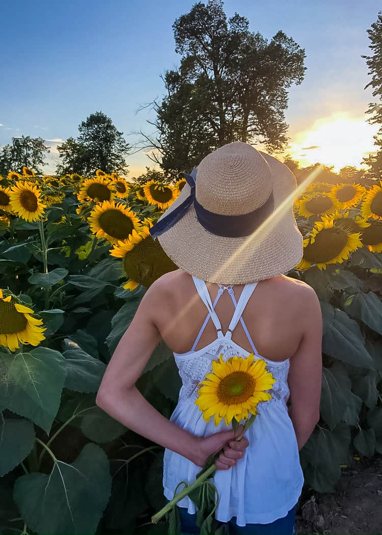 Sunflower-Picked-flower-in-hand
