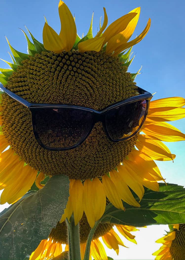 Sunflower-Wearing-Sunglasses
