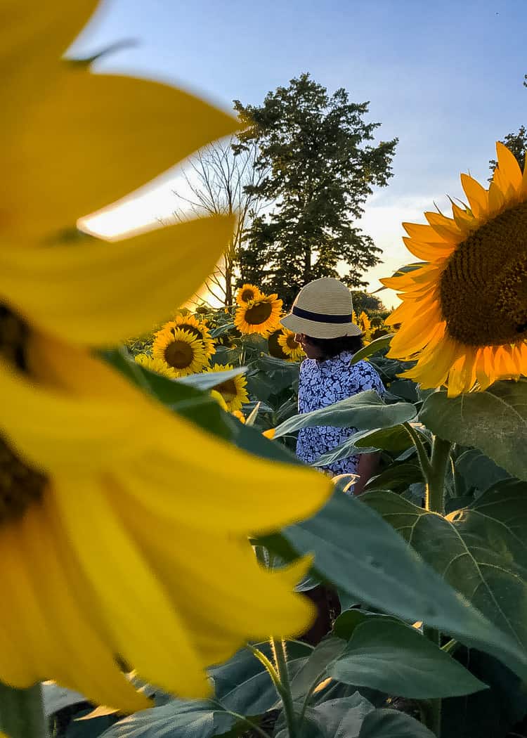 Sunflower-With-Boy-in-background